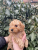 Photo №4. I will sell poodle (toy) in the city of Сивац. private announcement - price - negotiated