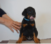 Photo №2 to announcement № 51095 for the sale of dobermann - buy in United States private announcement