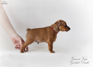 Photo №3. Miniature Pinscher Puppy. Belarus