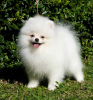Photo №2 to announcement № 27886 for the sale of pomeranian - buy in Germany private announcement