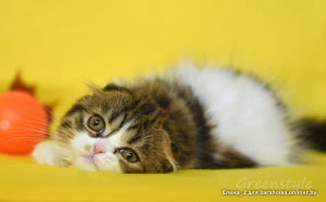 Photo №4. I will sell scottish fold in the city of Minsk. private announcement - price - 104$