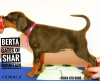 Photo №4. I will sell dobermann in the city of Москва. private announcement, from nursery - price - negotiated