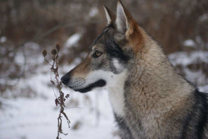 Additional photos: Czechoslovakian wolfdog puppies for sale