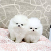 Photo №2 to announcement № 93784 for the sale of pomeranian - buy in Italy 