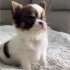 Photo №2 to announcement № 56186 for the sale of chihuahua - buy in United States breeder