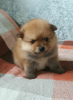 Photo №1. pomeranian - for sale in the city of Minsk | 208$ | Announcement № 124050