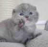 Photo №3. Mixed breed Shorthair kittens available. United States