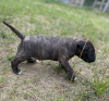 Photo №3. Bull terrier bull terrier standard FCI male/female. Poland