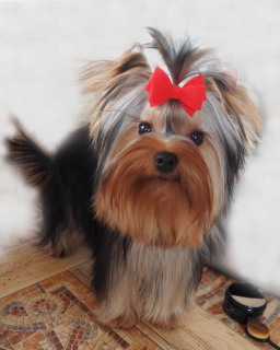 Photo №2 to announcement № 6248 for the sale of yorkshire terrier - buy in Russian Federation private announcement, from nursery