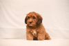 Additional photos: Havanese Bichon puppies