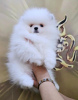 Photo №1. pomeranian - for sale in the city of Belgrade | negotiated | Announcement № 115031