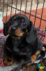 Photo №1. dachshund - for sale in the city of Амстердам | Is free | Announcement № 123927