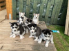 Photo №1. siberian husky - for sale in the city of Bristol | 475$ | Announcement № 116164