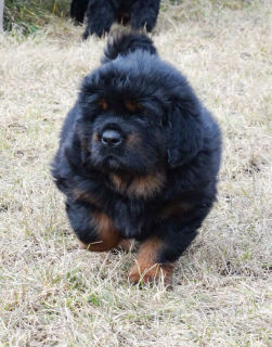 Photo №4. I will sell tibetan mastiff in the city of Москва. private announcement - price - 2048$