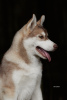 Photo №4. I will sell siberian husky in the city of St. Petersburg. from nursery - price - 940$