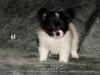 Photo №1. papillon dog - for sale in the city of Saratov | negotiated | Announcement № 39358