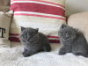 Photo №1. british shorthair - for sale in the city of Colona | negotiated | Announcement № 44310