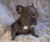 Photo №4. I will sell french bulldog in the city of Berlin.  - price - Is free