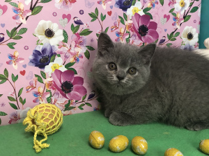 Photo №2 to announcement № 6322 for the sale of british shorthair - buy in Russian Federation from nursery, breeder