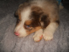 Photo №1. australian shepherd - for sale in the city of Dragsvik | Is free | Announcement № 119304