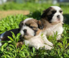 Photo №1. shih tzu - for sale in the city of Гамбург | 317$ | Announcement № 90355