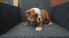 Photo №2 to announcement № 121089 for the sale of english bulldog - buy in Germany 