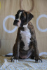 Photo №4. I will sell boxer in the city of Leskovac.  - price - negotiated