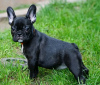 Photo №1. french bulldog - for sale in the city of Cologne | 350$ | Announcement № 117876