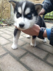 Photo №2 to announcement № 89574 for the sale of siberian husky - buy in Sweden private announcement