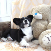 Photo №1. welsh corgi - for sale in the city of Лида | 1565$ | Announcement № 13111