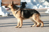 Photo №3. German shepherd puppies. Russian Federation