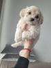 Additional photos: Maltipu, maltipu, maltipoo