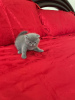 Photo №1. scottish fold - for sale in the city of Leipzig | Is free | Announcement № 107995