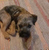 Photo №1. border terrier - for sale in the city of Al Farwaniyah | 370$ | Announcement № 65060