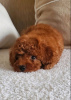 Photo №1. poodle (toy) - for sale in the city of Nuremberg | 2113$ | Announcement № 110318