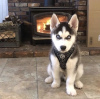 Photo №1. siberian husky - for sale in the city of Split | negotiated | Announcement № 101858