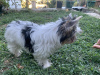 Photo №4. I will sell yorkshire terrier in the city of Ioannina. breeder - price - 2008$