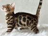 Additional photos: Gorgeous Bengal boy