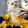Photo №2 to announcement № 23783 for the sale of pomeranian - buy in Estonia breeder