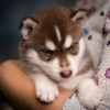 Photo №2 to announcement № 90311 for the sale of siberian husky - buy in Poland 