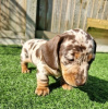 Photo №4. I will sell dachshund in the city of Филадельфия. private announcement - price - Is free