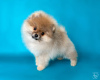 Additional photos: Pomeranian puppies from Super Grand Champion