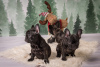 Photo №2 to announcement № 124651 for the sale of french bulldog - buy in Germany breeder