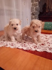 Additional photos: A toy poodle and a toy poodle