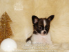 Photo №2 to announcement № 31529 for the sale of papillon dog - buy in Russian Federation from nursery