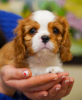 Photo №2 to announcement № 95860 for the sale of cavalier king charles spaniel - buy in Germany private announcement