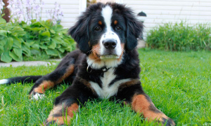 Photo №2 to announcement № 595 for the sale of bernese mountain dog - buy in Kyrgyzstan private announcement