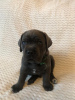 Photo №1. cane corso - for sale in the city of Москва | negotiated | Announcement № 8933