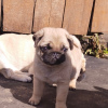Photo №1. pug - for sale in the city of Borisov | 936$ | Announcement № 24745