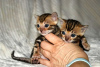 Photo №3. Home trained Bengal Cats kittens available for now for loving homes. Germany